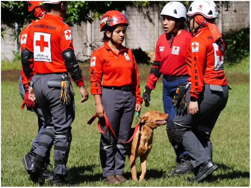 Perros se incorporaron a la Cruz Roja. Foto / Cortesía Cruz Roja
