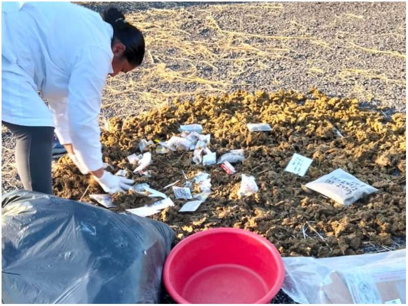 La droga quemada tenía un valor económico de $42,551.74 dólares. Foto / Cortesía FGR