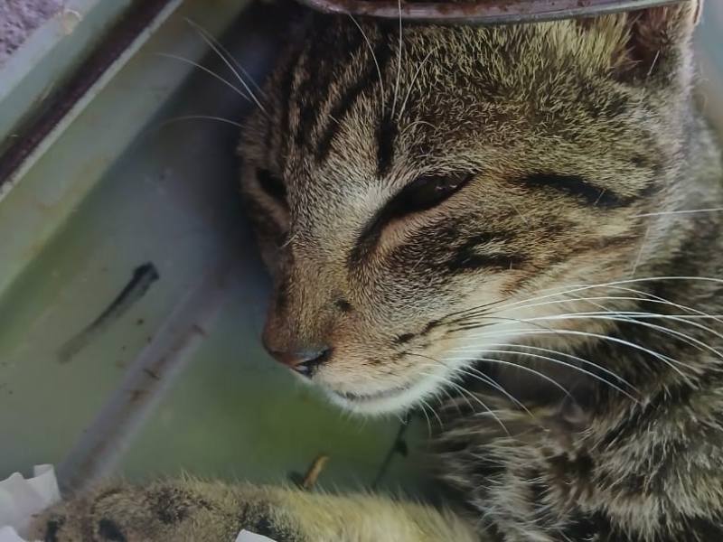 parvovirus gatos (1)