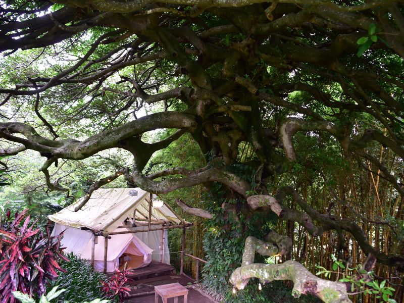 Disfruta del glamping en Buena Vista Garden Juayúa