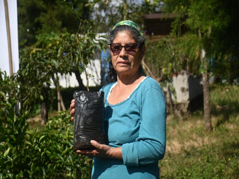 La iniciativa permitirá que las personas obtengan plantas de café, limón pérsico y la instalación de 5,185 metros lineales de barreras vivas para evitar el arrastre de suelo. Foto EDH/Cristian Díaz