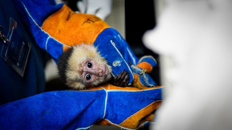 Recuperan 36 animales de 7 especies