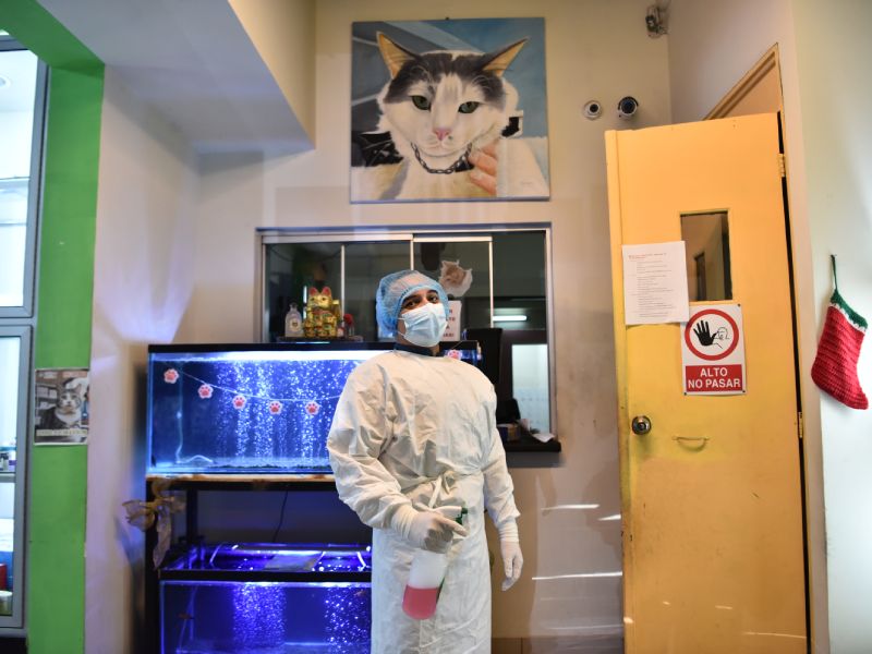 panleucopenia gatos cathome vacunacion