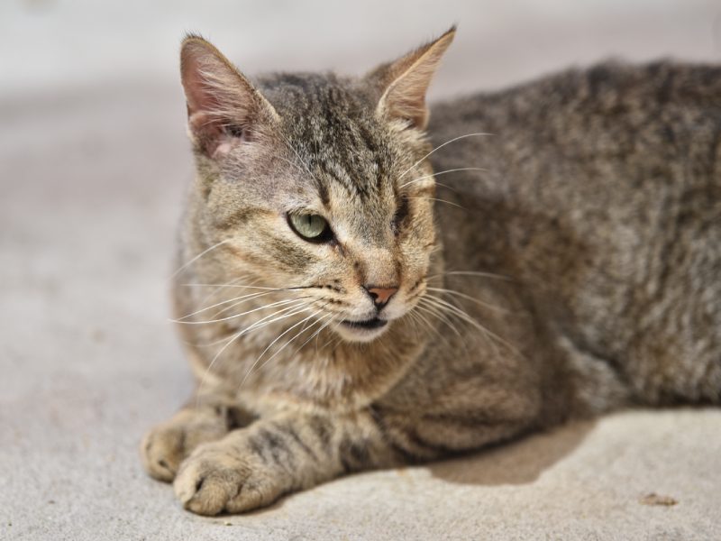 panleucopenia gatos cathome vacunacion