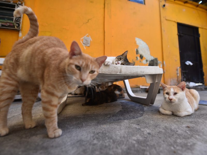 panleucopenia gatos cathome vacunacion