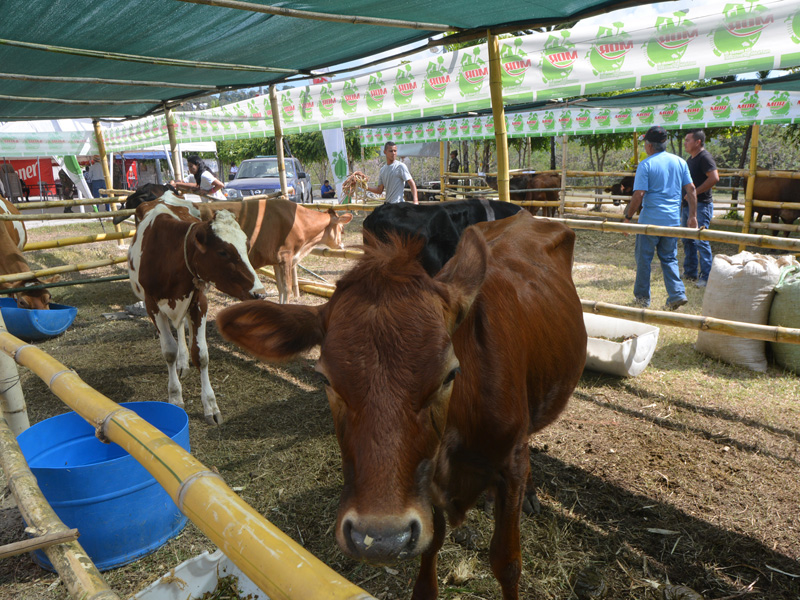 El MAG podría ejercer funciones para certificar procesos de elaboración de varios productos, como carnes y lácteos. Foto EDH/Archivo