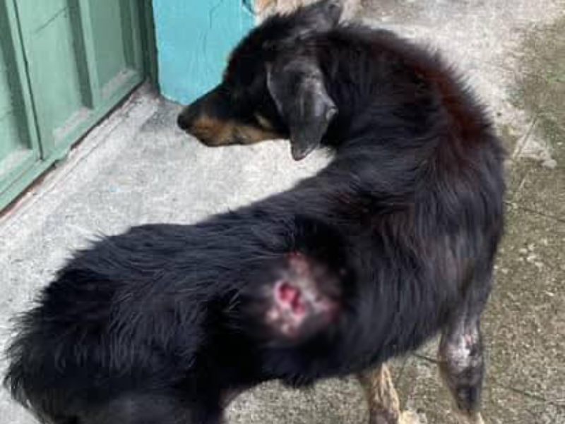 gusano barrenador en mascotas 2