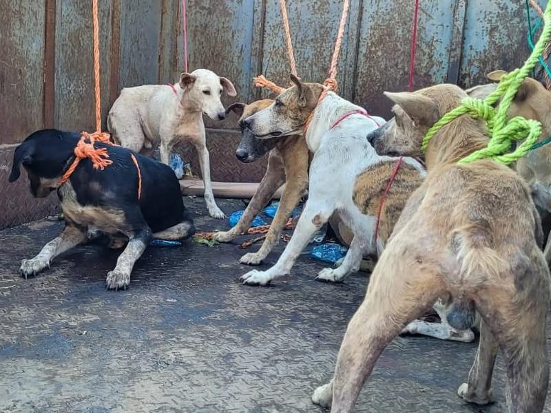 Imagen de referencia-perros