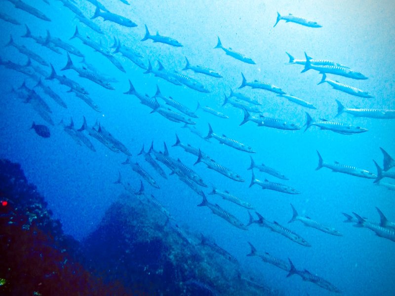 Los arrecifes salvadoreños poseen una riqueza de flora y fauna marina. Foto EDH/Cortesía