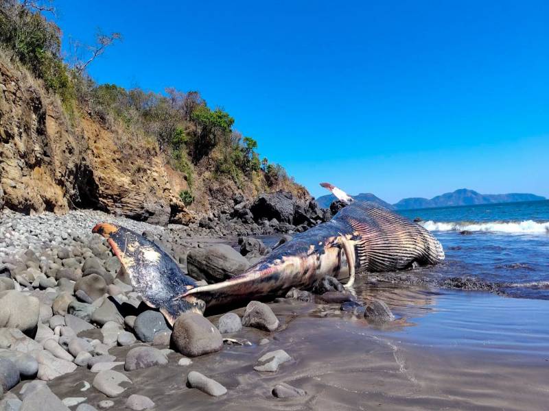 Medio Ambiente espera el ascenso de la marea para la movilización de la ballena. Foto EDH/Cortesía