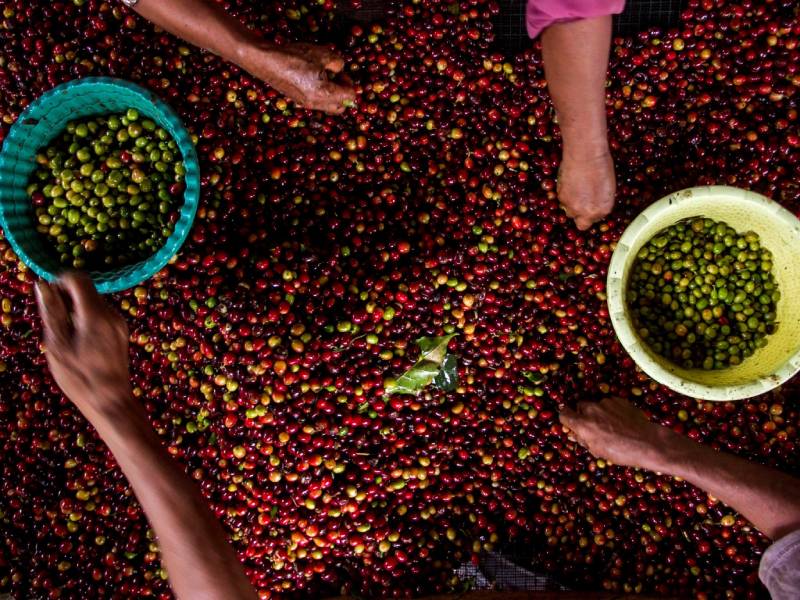 Café-Cosecha- Recolección