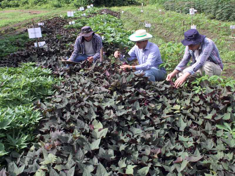 Canasta basica El Salvador