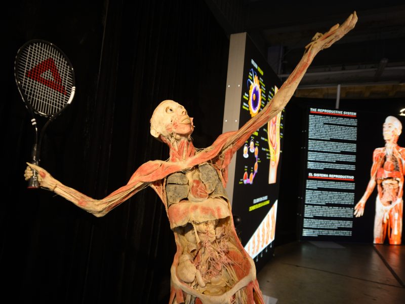 "Bodies" se enfoca en el cuerpo humano. Foto EDH / Jorge Reyes