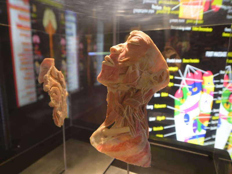 BODIES Cuerpo Humano Plaza Presidente