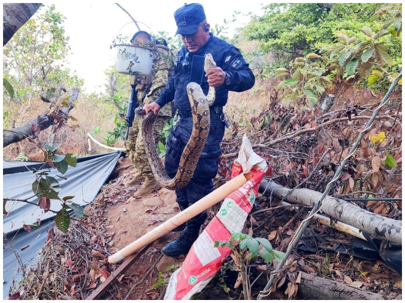 Con estos rescates, se busca garantizar que las especies continúen desarrollándose en su hábitat y contribuir a la conservación de la vida silvestre en el país.