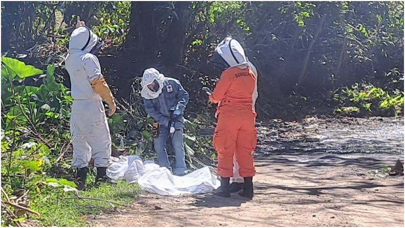 Picadas abejas- muerte