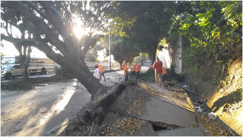 arboles caídos- fuertes vientos