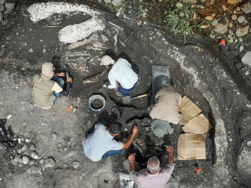 Hallan en Costa Rica fósiles de perezoso