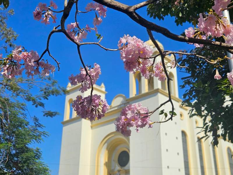 Maquilishuat en el Centro Histórico de San Salvador