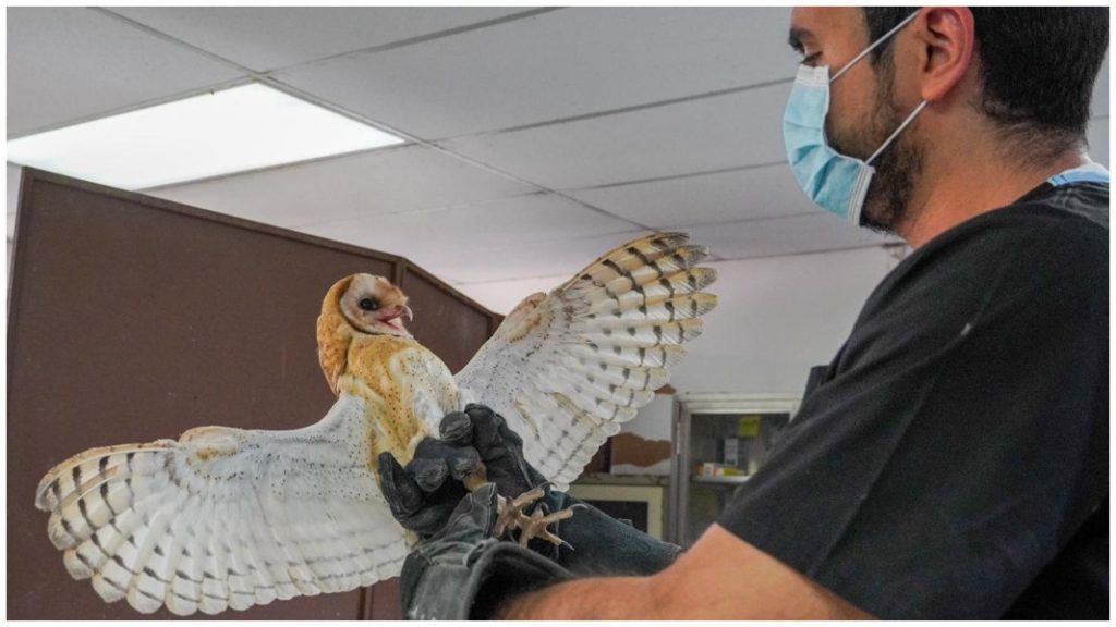 Lechuza- medio ambiente