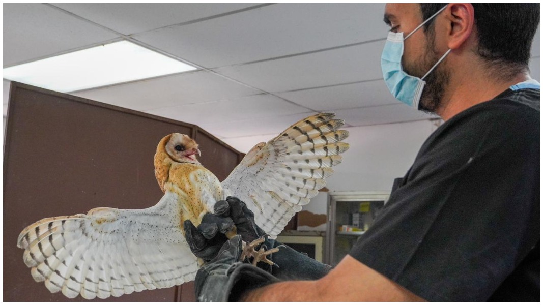 Lechuza- medio ambiente