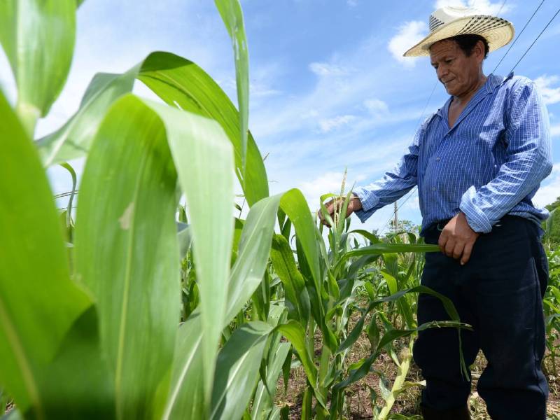Siembra- Maíz- Cultivos