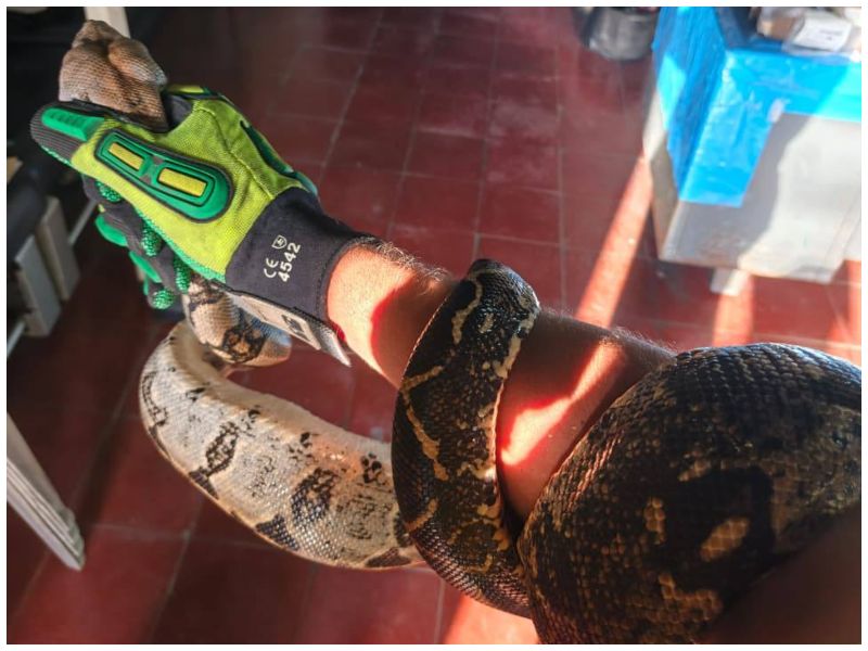 Socorristas de Comandos de Salvamento acudieron al polideportivo y realizaron las maniobras necesarias para capturar al animal de forma segura.