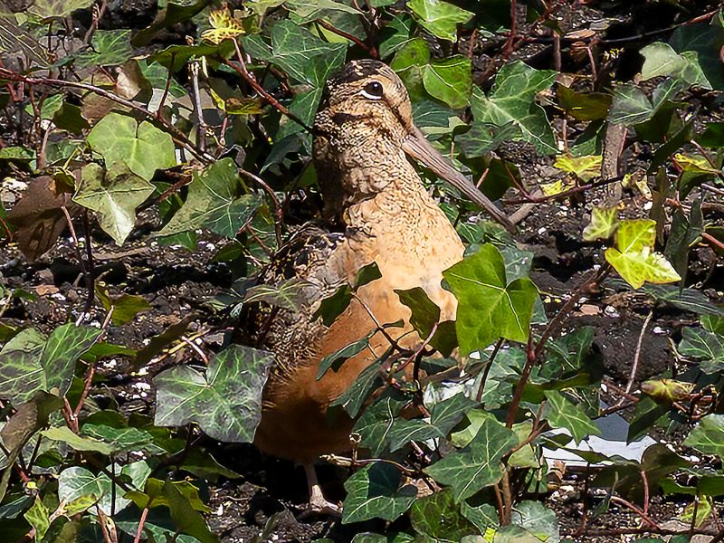 Ave se viraliza en Nueva York por su peculiar forma de moverse