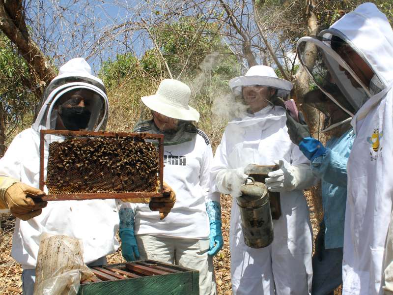 Marcos de almacenamiento de miel