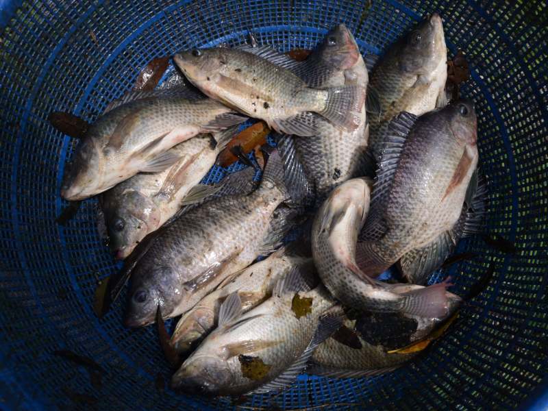 La tilapia es parte de las gastronomía salvadoreña, según se evidencia en los datos del BCR. Foto EDH/Archivo