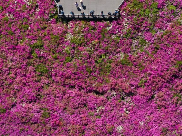Colina de las Azaleas Reales-Floración- Seúl-Visitas-Publico