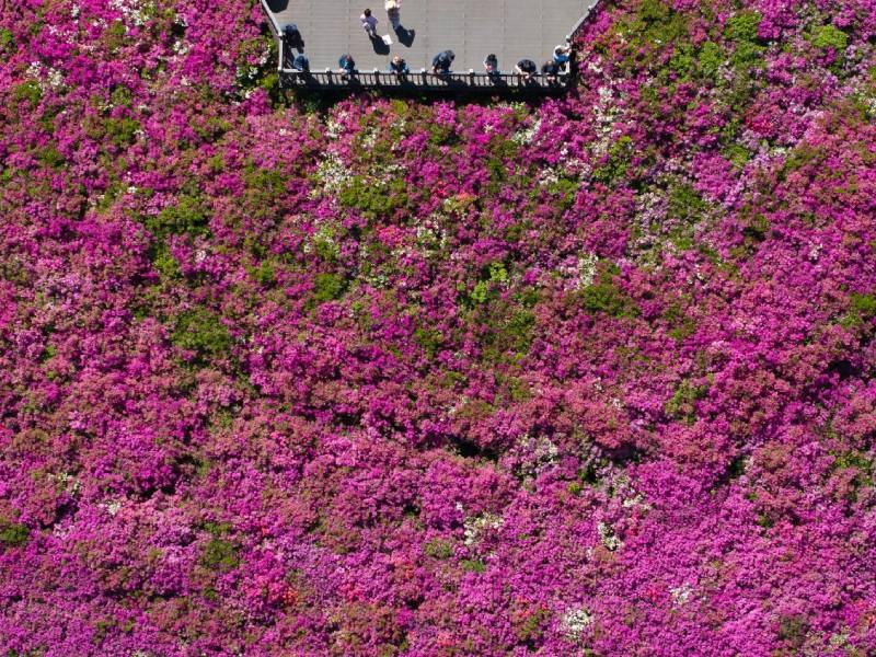 Colina de las Azaleas Reales-Floración- Seúl-Visitas-Publico