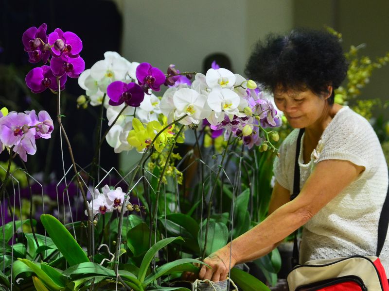 Exposición de orquídeas