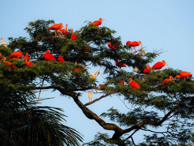 Ibis Escarlata- Corocoro Rojo- Ave- Nacional- Trinidad y Tobago