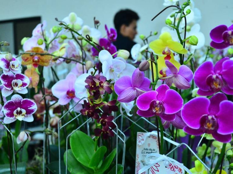 LM- Exposición- Orquidias- Visitantes- Ventas- Inauguración- Fin de Semana