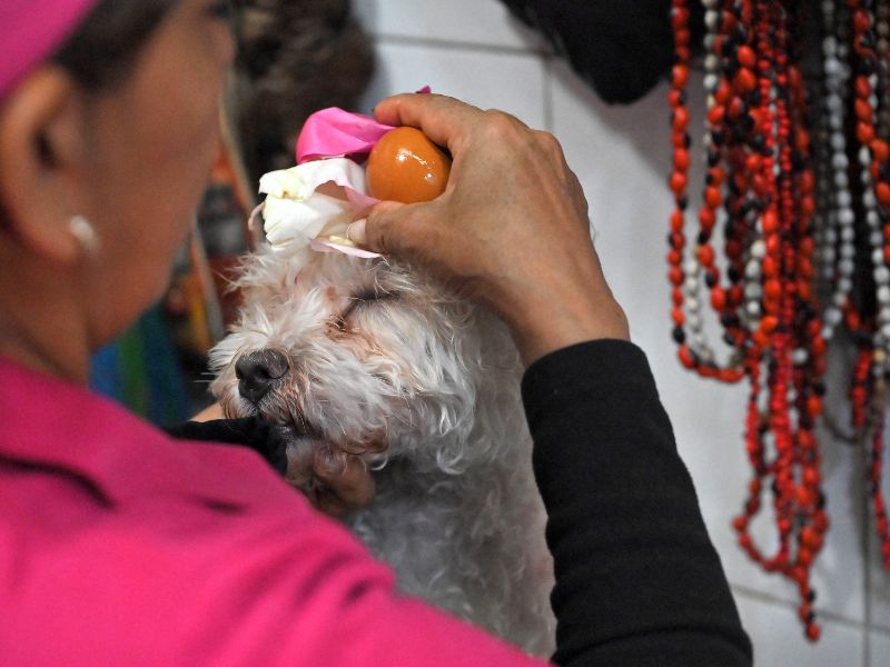 En Ecuador sobrevive la tradición de la "limpias" para mascotas