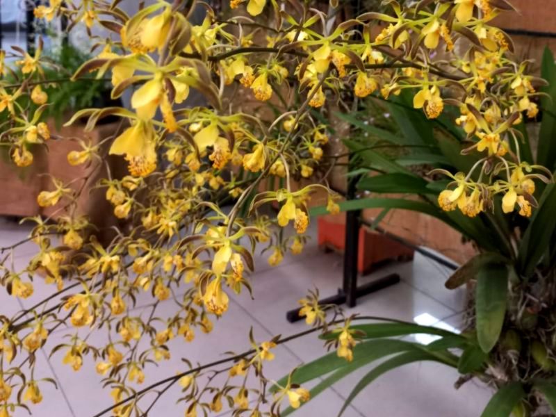 Orquídeas nativas de El Salvador