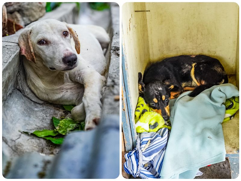 Perros abandonados