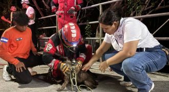 Rescate de perrito