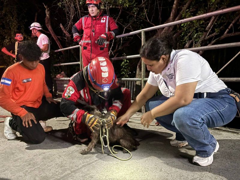 Rescate de perrito
