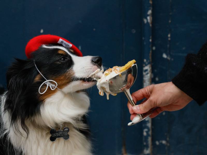 Restaurantes- Perros-Animales- Postres- Alimentos- Francia