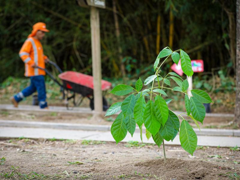 Entre los árboles que son sembrados están el maquilishuat, árbol de fuego y cortés blanco. Foto EDH/Cortesía Secretaría de Prensa de la Presidencia