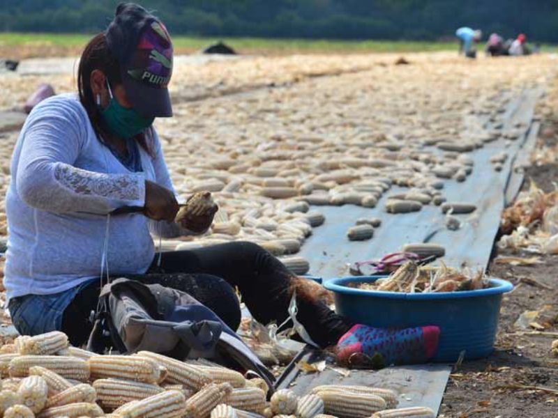 La migración de las personas del campo a la ciudad ha generado una disminución de la mano de obra para el cultivo de las tierras. Foto EDH/REFERENCIA