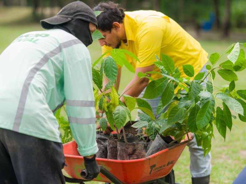 Obras Públicas anunció que "ya estamos preparando los árboles que serán sembrados a partir de este día en el Parque Bicentenario, a las 5:00 p.m., como parte de las 20,000 especies que serán plantadas en diferentes zonas del país". Foto EDH/Cortesía