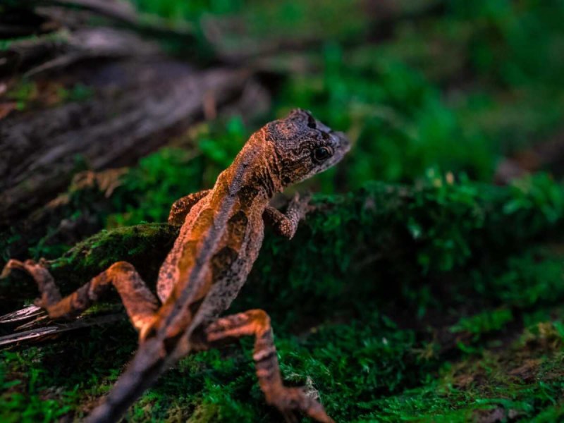 El Parque Nacional Montecristo es rico en biodiversidad, encontrando una variedad de flora y fauna durante su recorrido. Foto EDH/Archivo