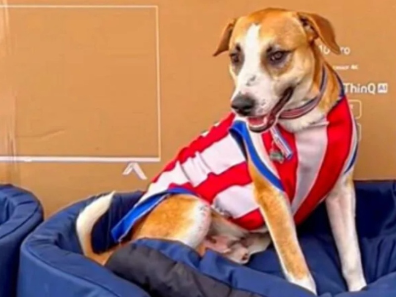 Dexter Paraguay Perro Mundial