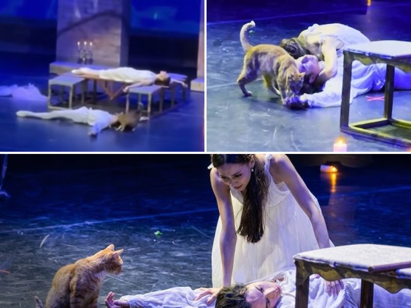 Gato se roba el show en Romeo y Julieta