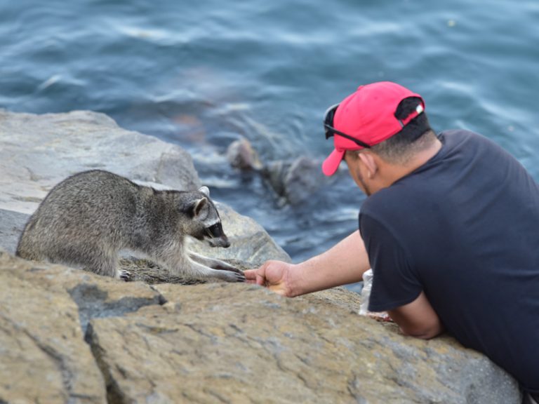Turista con gorra roja dando de comer a un mapache en el muelle de Acajutla, turismo en Sonsonate.