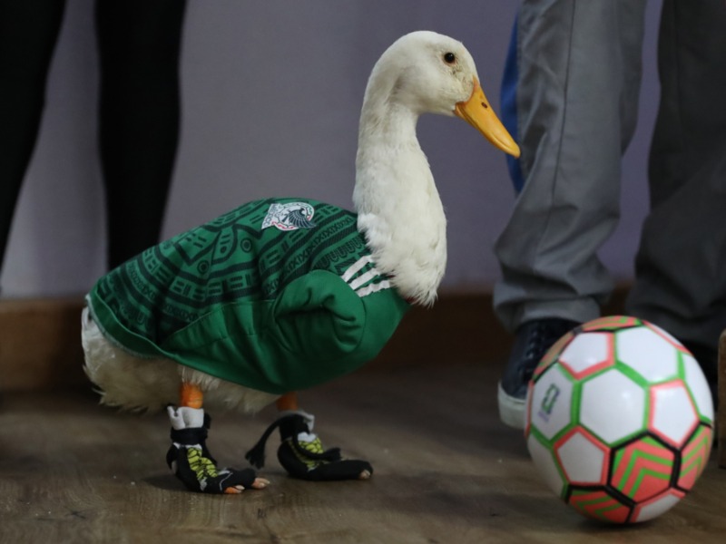 Pato-Merlín-mundial-2026