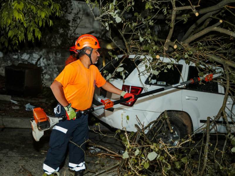 Protección Civil informó que realizó labores de remoción de un árbol caído sobre dos vehículos. Ocurrió en calle al volcán, colonia San Ramón, distrito de Mejicanos, San Salvador Centro. Foto EDH/Cortesía